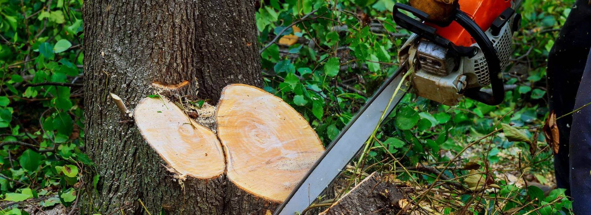 Sydney Tree Services & Stump Grinding Sydney Tree & Stump Services