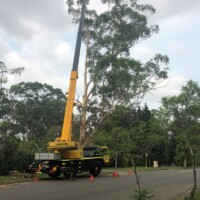 Sydney Tree and stump services