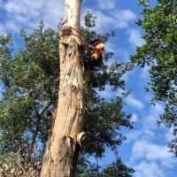 Sydney Tree and stump services