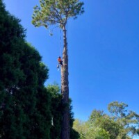 Sydney Tree and stump services