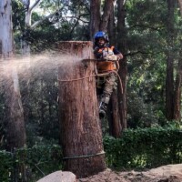 Sydney Tree and stump services