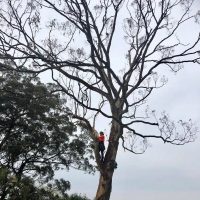 Sydney Tree and stump services
