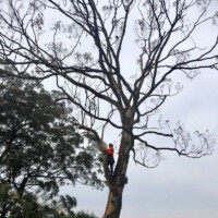 Sydney Tree and stump services